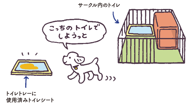 犬がサークル（ケージ）の外では、トイレでおしっこをしてくれません